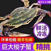 超大梭子蟹特大野生舟山大螃蟹新鲜冷冻海蟹飞蟹白蟹7 9两