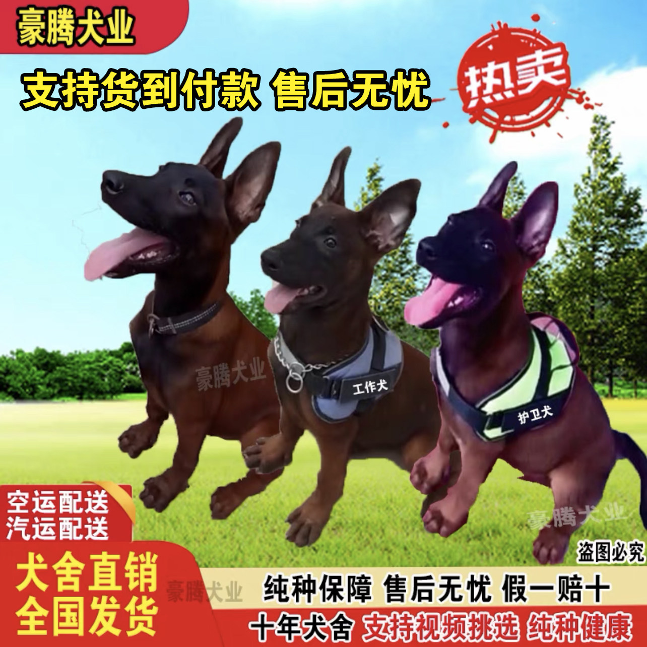 马犬幼犬纯种活体警犬军犬比利时爆红马犬科目马犬猎犬看家护院犬属于什么档次？