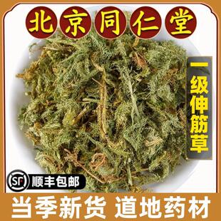 北京同仁堂正品伸筋草中药材野生新货舒筋骨生筋草筋骨草天然无硫