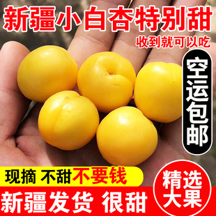 甜杏子4斤空运 包邮 孕妇水果当季 新疆小白杏子新鲜水果轮台应季