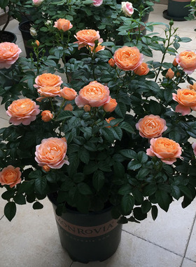 阳台大花微月果汁阳台花苗多头浓香橙色玫瑰花苗盆栽四季开绿植