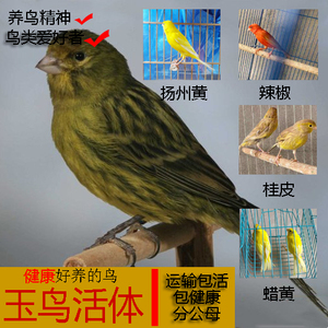 活体活物金丝雀辣椒一对包邮鸟