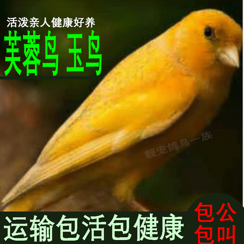 鸟 观赏鸟 玉鸟芙蓉鸟活鸟 金丝雀笼养鸣唱山东扬州黄桂皮辣椒红