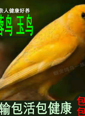 鸟 观赏鸟 玉鸟芙蓉鸟活鸟 金丝雀笼养鸣唱山东扬州黄桂皮辣椒红