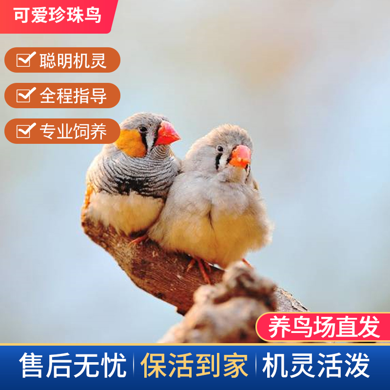 鸟类活体动物灰白珍珠鸟文鸟虎皮鹦鹉鸟活体观赏宠物鸟 促销包邮