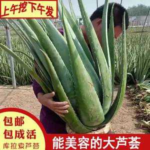 大棵美国库拉索芦荟美容院新鲜
