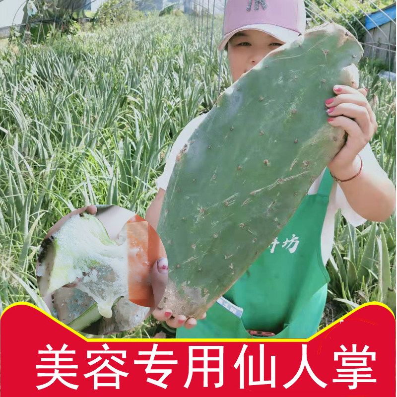 正宗墨西哥米邦塔仙人掌美容院灌肤绿色植物外敷药用仙人掌可食用