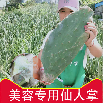 正宗墨西哥米邦塔灌肤绿色仙人掌