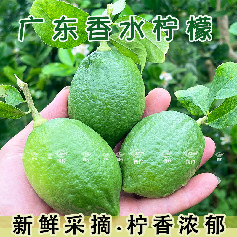广东香水柠檬无籽奶茶店专用水果青柠檬鲜果新鲜手打柠檬茶鲜果