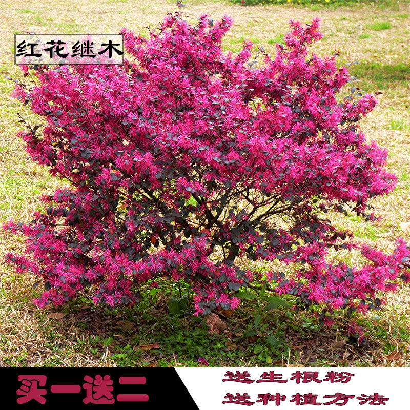 Safflower Loropetalum chinense Safflower seedlings Loropetalum chinense courtyard green Seedlings Scenery Sapling Bamboo fence Color Botany engineeringin the Flower delivery/Flowers simulation/Plants gardening , Garden Plants/Trees/Fruit tree, Foliage/Flowering Shrubs category - from Buy2taobao.com to provide professional Taobao agent buy service