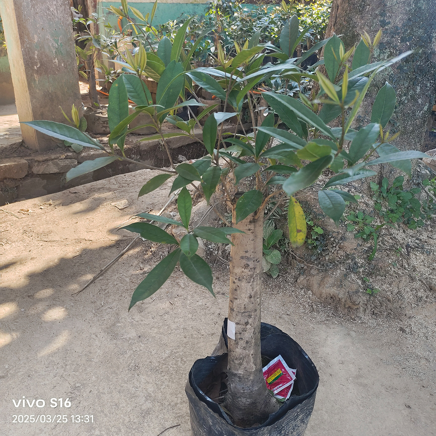 室内盆栽桂花树苗带苞耐寒