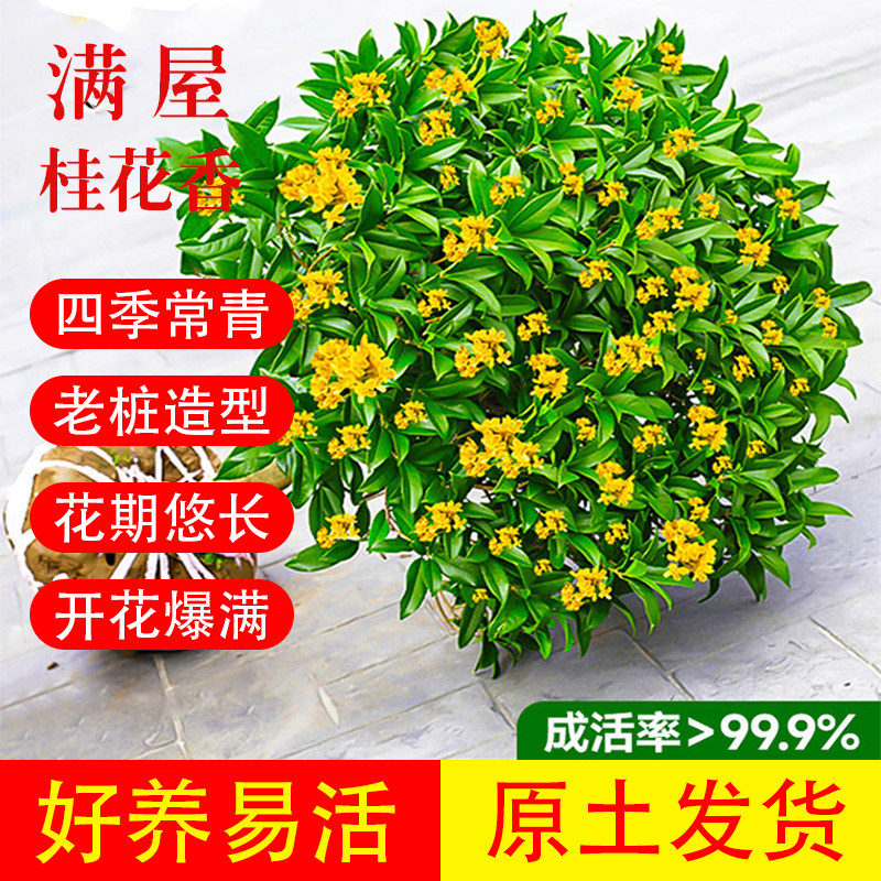 金桂四季老桩桂花树苗盆栽八月桂花树苗室内盆栽月月桂花盆栽绿植