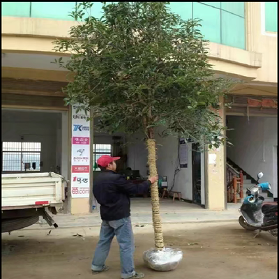 桂花树苗四季八月朱砂庭院