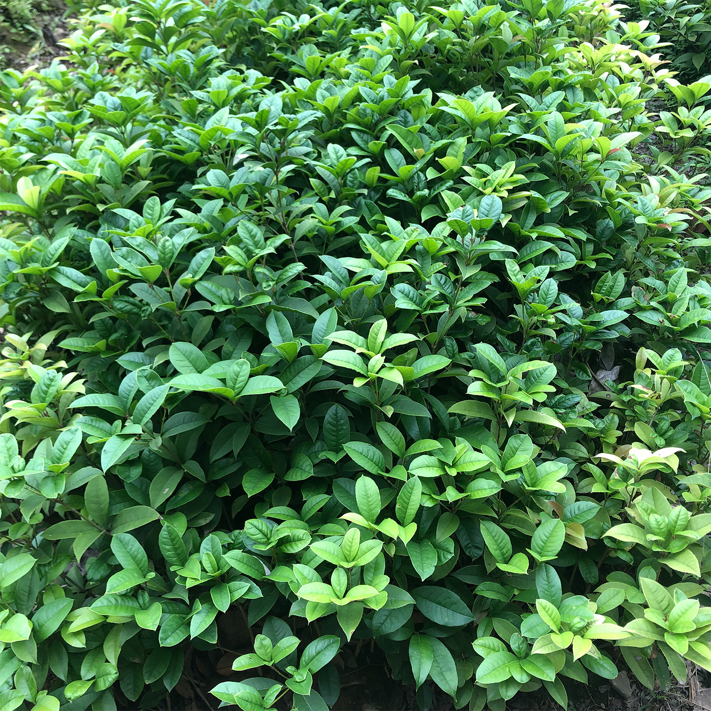 桂花树苗金桂浓香型庭院地栽盆栽