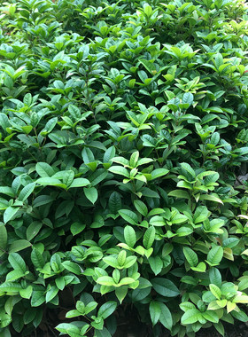 桂花树苗金桂浓香型庭院地栽盆栽