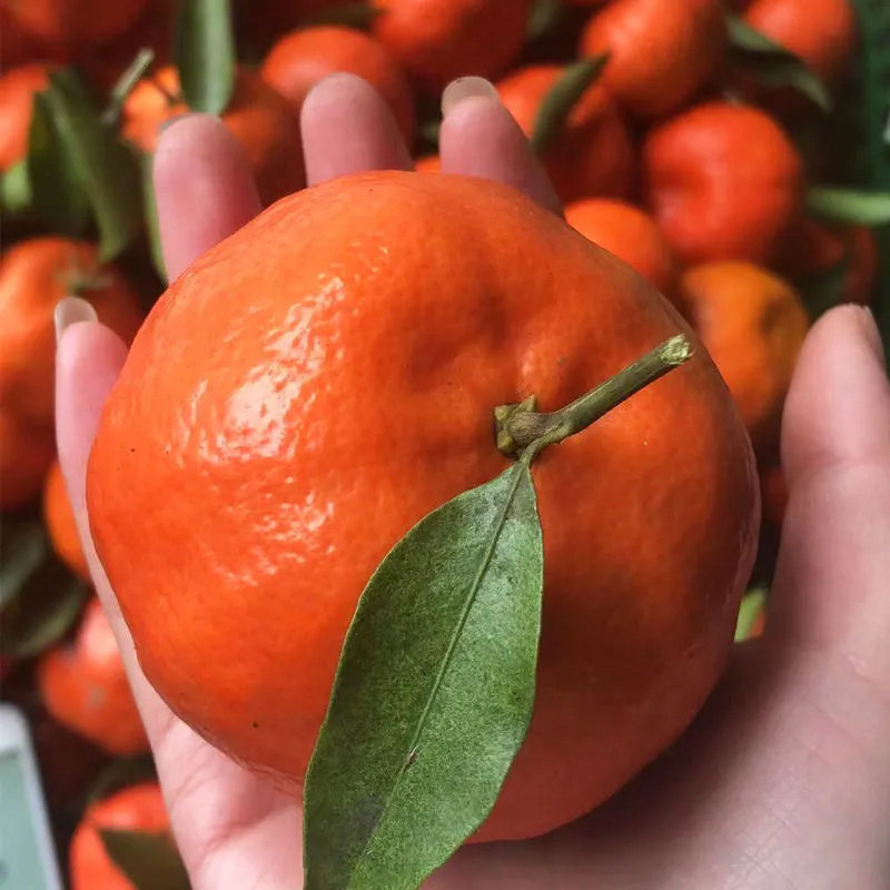川红橘桔子四川大红袍酸甜老树孕妇水果新鲜10斤大果陈皮原料包邮