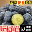 花香蓝莓云南鲜果小懒杯L25脆纯甜新鲜水果当季 孕妇礼盒杯桶装