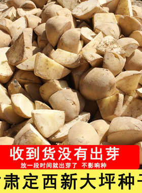 甘肃定西白芯土豆种子新大坪洋芋籽沙面粉糯土豆西北土豆种子原种
