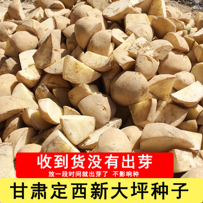 白芯种子定西土豆白芯沙面粉糯
