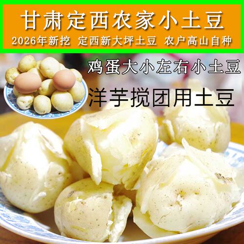 小土豆甘肃定西大坪旱地沙面