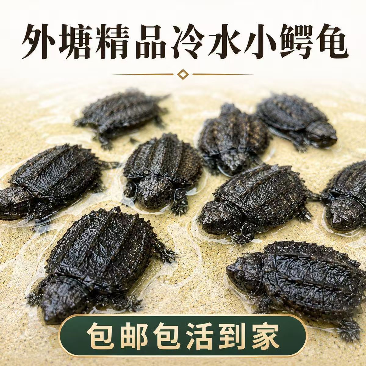 小鳄龟苗佛鳄龟观赏龟宠物龟北美小鳄龟杂佛鳄龟观赏小乌龟活体图片