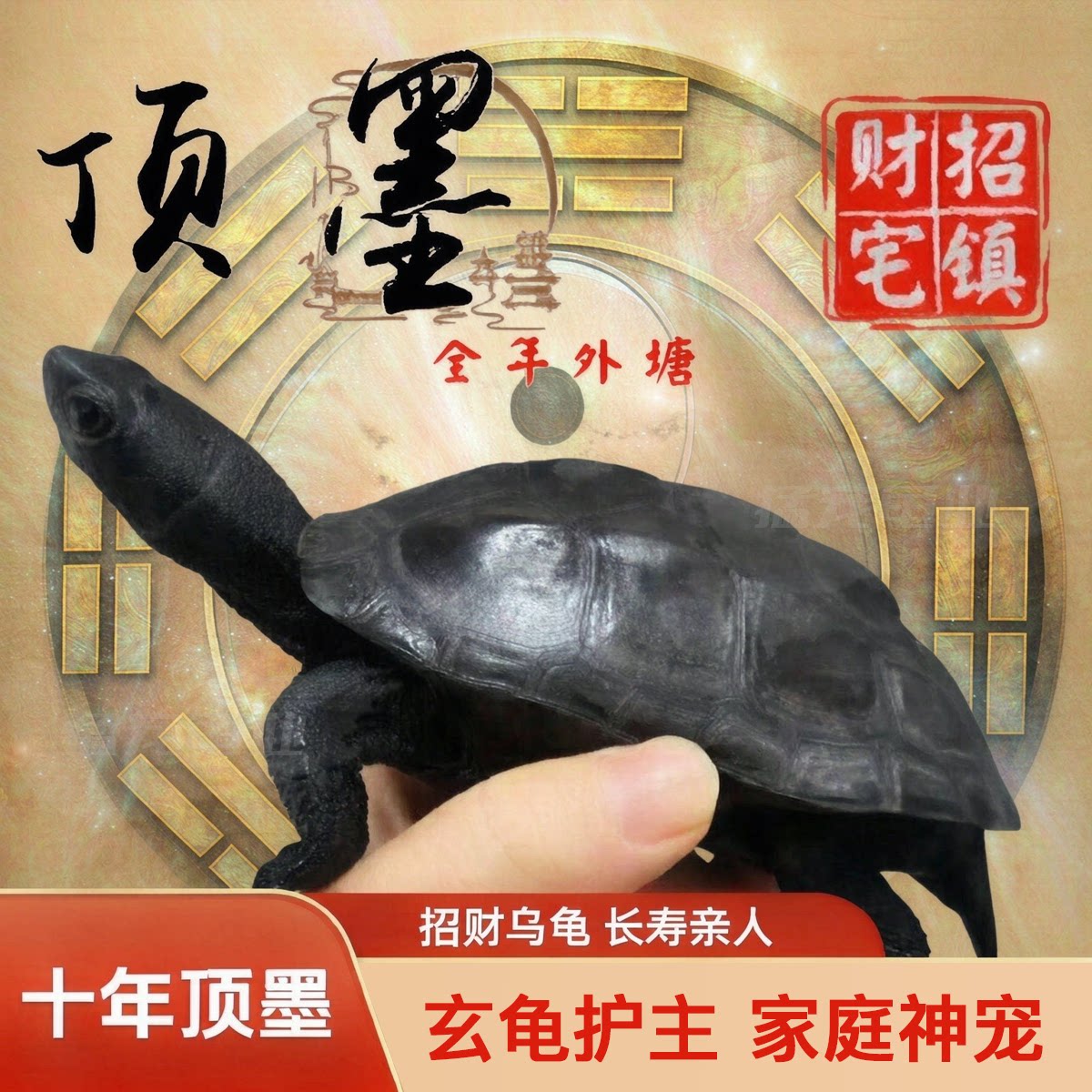 全黑墨龟纯种全黑精品墨龟墨龟墨龟/鳖