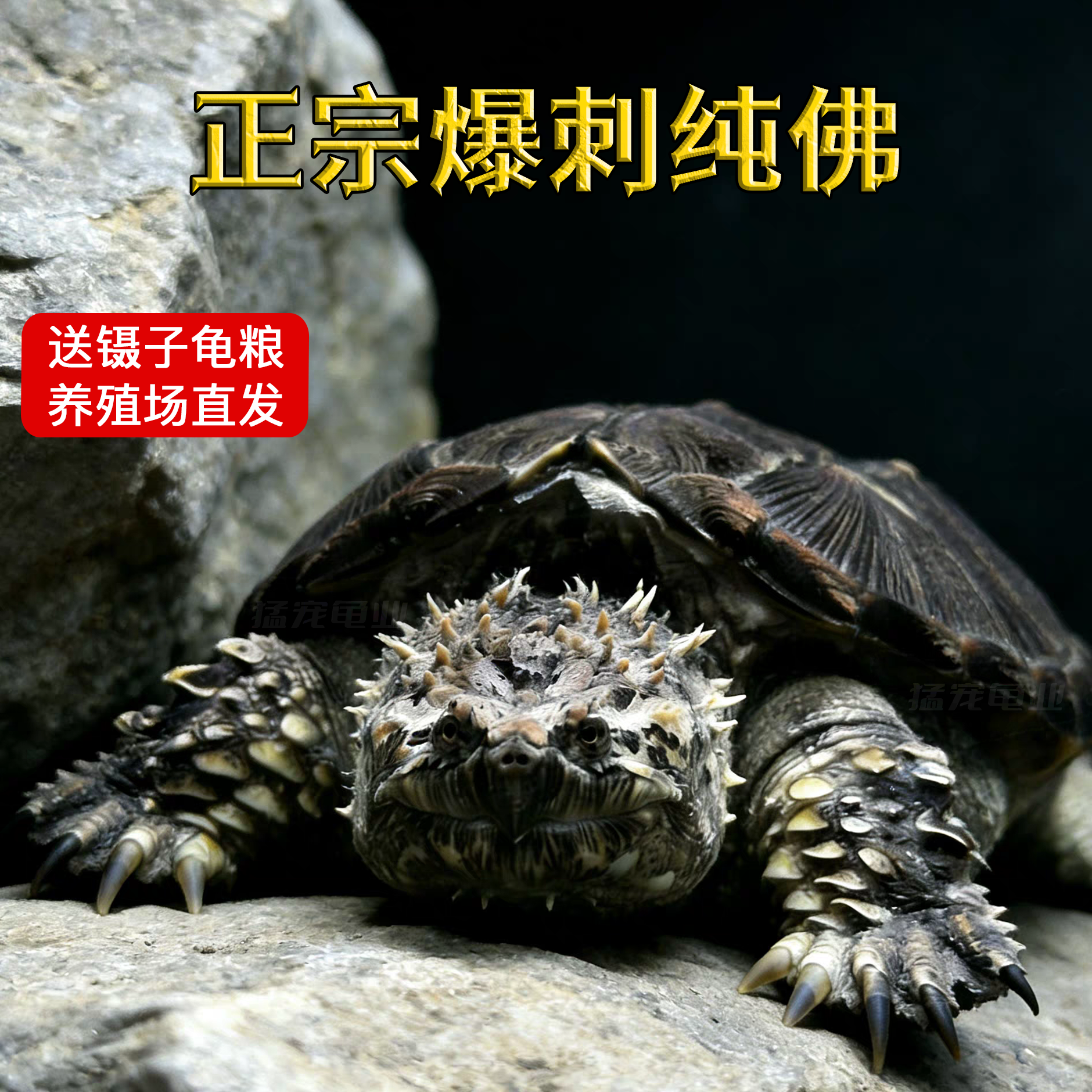 原种爆刺纯佛小鳄龟纯佛鳄乌龟爆刺鳄鱼龟国产黑佛鳄龟野后纯佛鳄