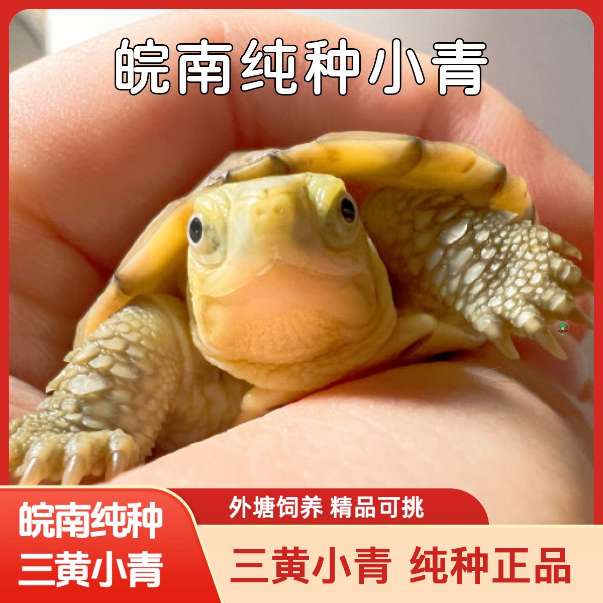 小青龟黄喉拟水龟皖南小青龟纯种龟/鳖
