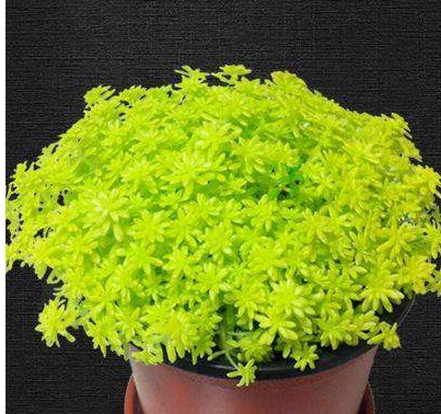 多肉植物黄金万年草多肉植物盆栽组合多肉花卉绿植防辐射含盆送土