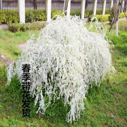 喷雪花盆栽冬季耐寒好养带花苞花卉室内外阳台庭院木本植物雪柳苗