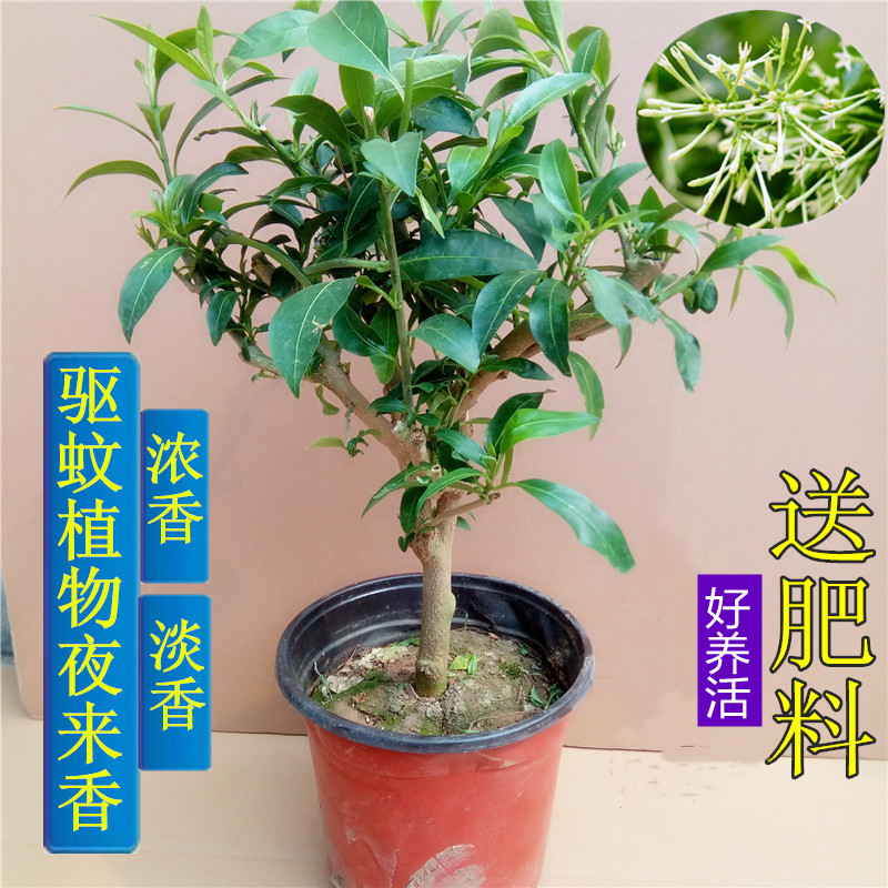 夜来香花树苗九里香夜来香盆栽花卉植物室内驱蚊花苗浓香四季开花 鲜花速递/花卉仿真/绿植园艺 时令草本花卉 原图主图