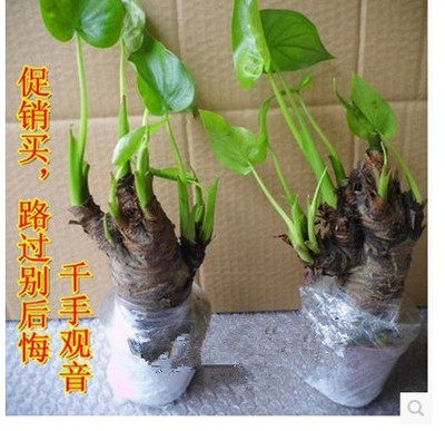 包邮水培滴水观音千手观音植物 桌面盆栽 吸甲醛 防电脑辐射