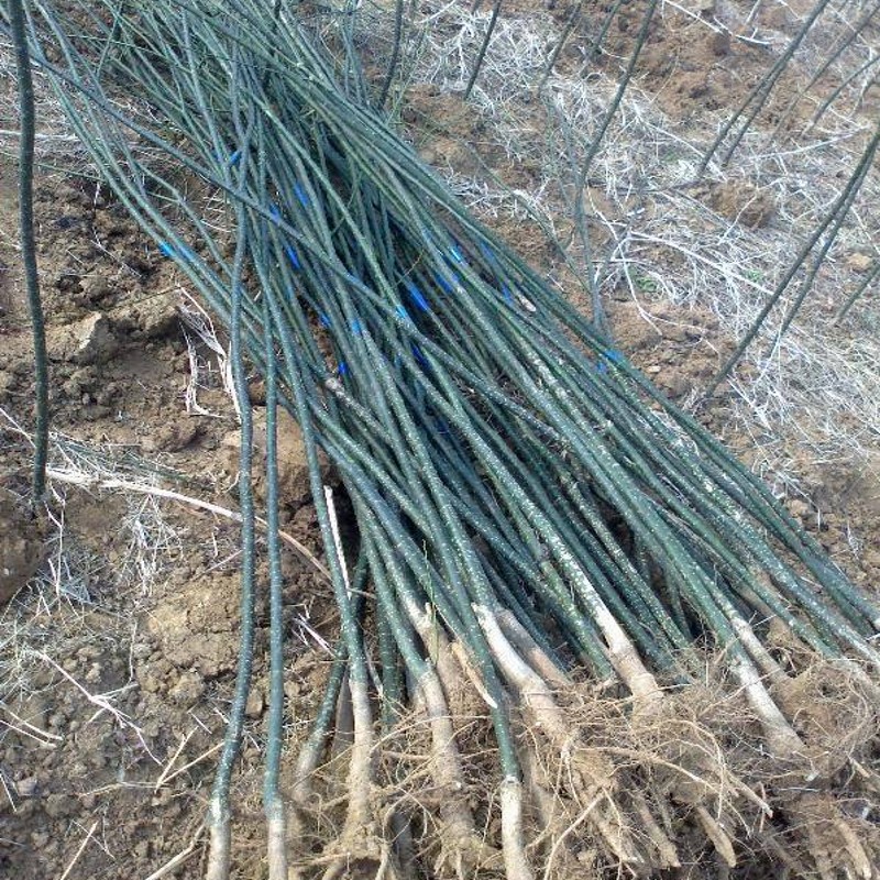 园林绿化树苗南方北方种植国槐树