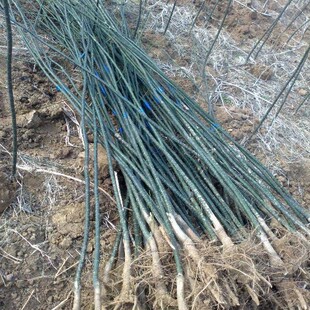园林绿化树苗南方北方种植国槐树苗庭院地栽香花槐黄金槐树苗包邮
