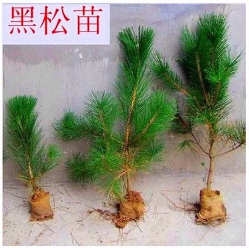 马尾松树苗庭院园林绿化 黑松小苗树苗四季常青植物 盆景苗,鲜花速递/花卉仿真/绿植园艺,大型绿植/成品组合盆栽,淘宝优惠券,粉丝福利购,淘宝优惠卷