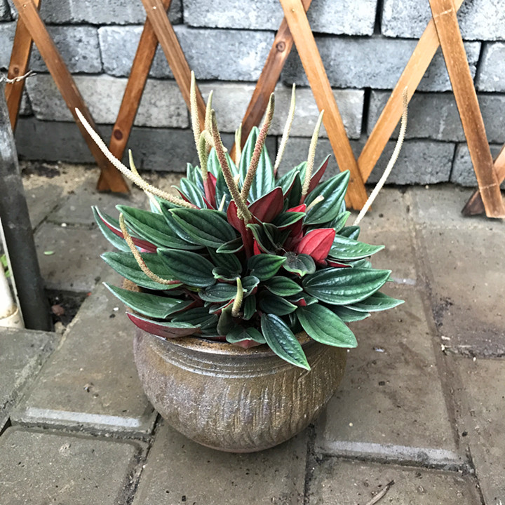 红天使椒草碧玉椒草盆栽红背龙须办公客厅绿植喜湿耐阴常绿植物