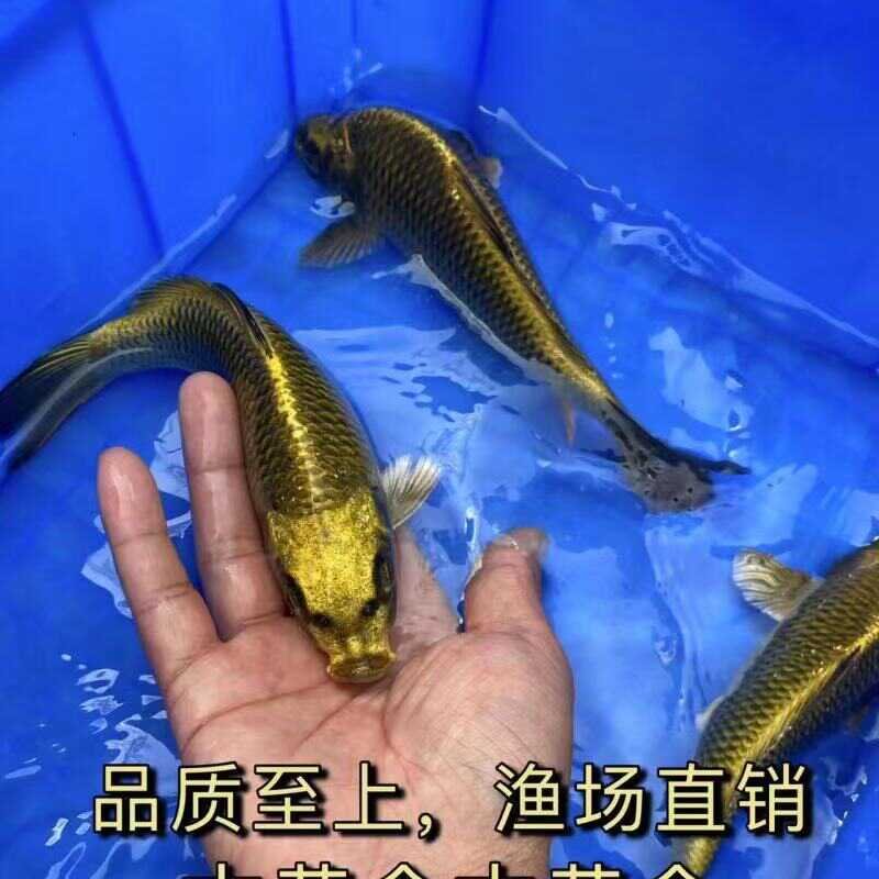 古黄金锦鲤活鱼淡水冷水鱼观赏鱼招财鱼高档耐养好养活鱼苗