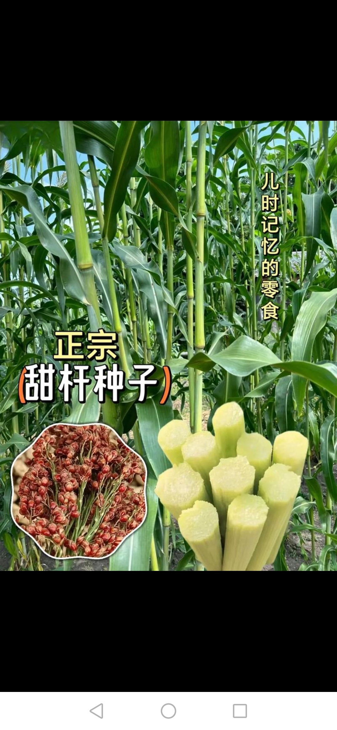 甜杆种子甜芦粟甜高粱杆甜杆芦基芦稷小甘蔗种子1000粒X2穗