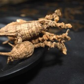 35年参龄纯正美国野生花旗参老西洋山参西洋参整枝老参原尾泡参