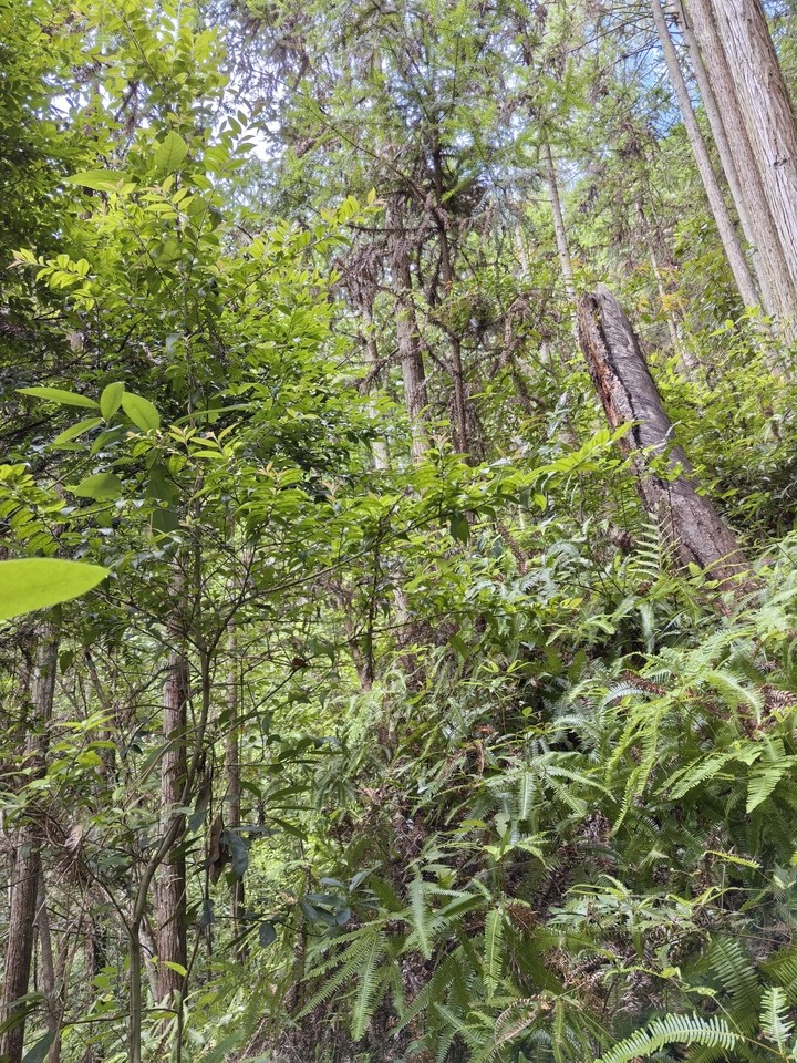 大田县京福林业投资有限公司名下坐落在大田县太华镇德安村的3130亩森林资源资产