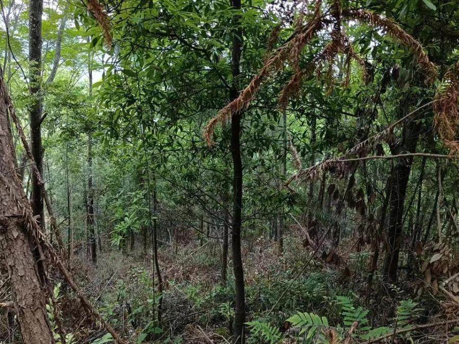 福建省大田县京福林业投资有限公司名下坐落在大田县太华镇华溪村的1416亩森林资源资产