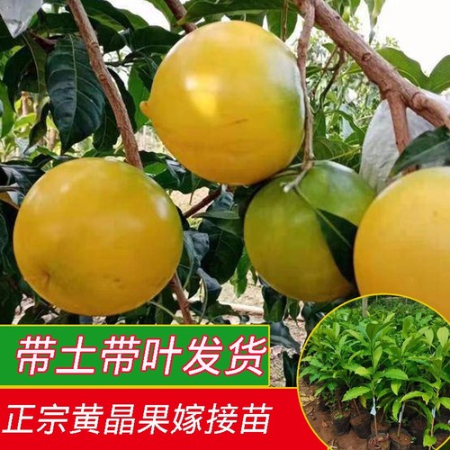 广州发货台湾嫁接黄晶果树苗冬蜜久蜜四季白金一号黄金果树苗