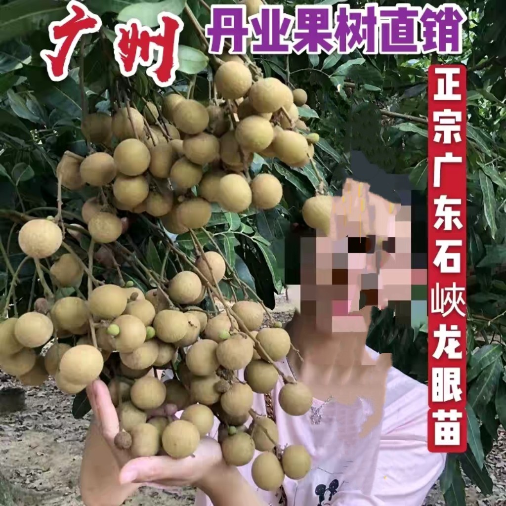 广州发货正宗嫁接四季龙眼树苗储良龙眼果树苗当年结果