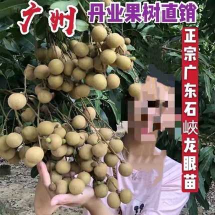 广州发货正宗嫁接四季龙眼树苗储良龙眼果树苗当年结果