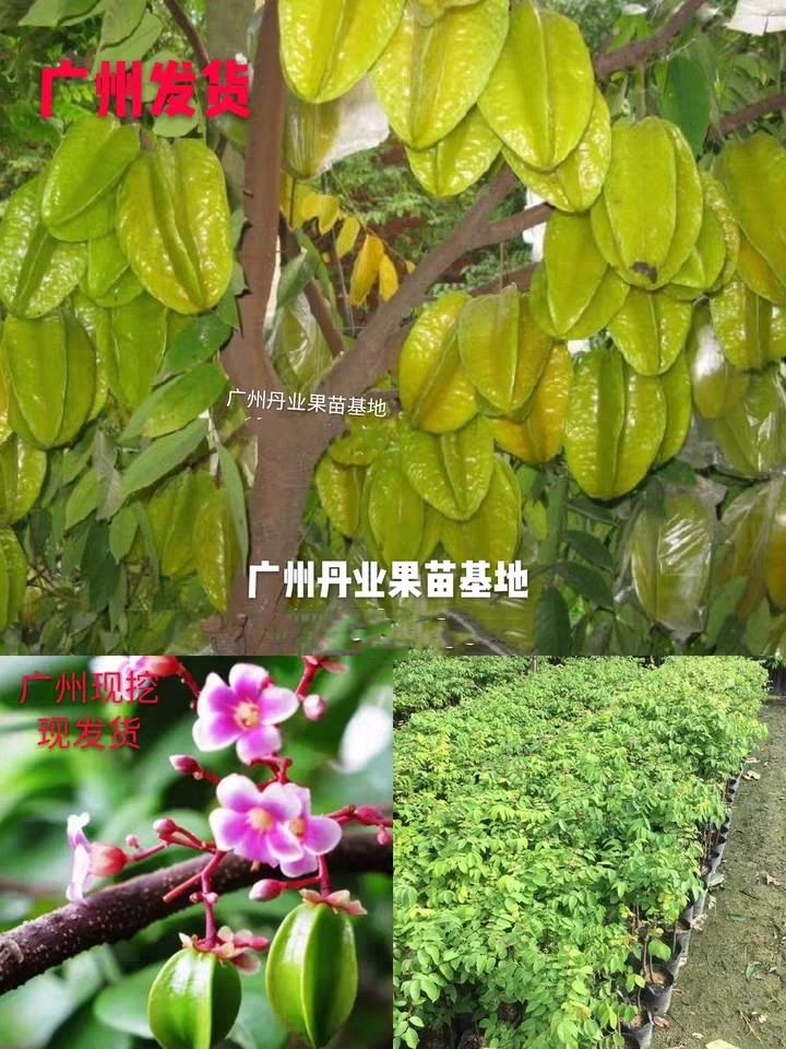 广州良种嫁接杨桃台湾四季果树苗