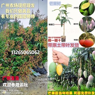 广州发货嫁接芒果树苗四季芒果台湾金煌芒当年结果南北方种植