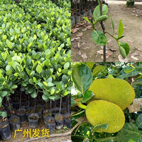 广州发货嫁接四季菠萝蜜树苗马来西亚树菠萝苗泰国红肉果树苗