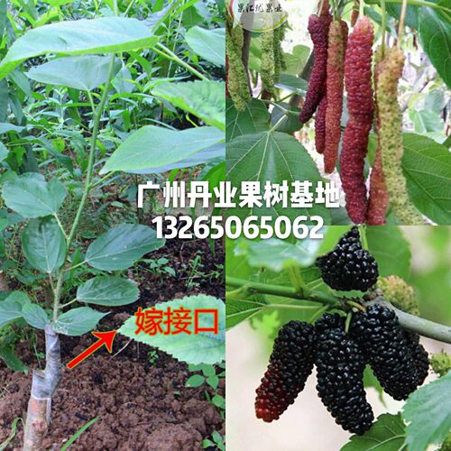 嫁接台湾四季当年结果桑葚树苗