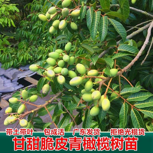 广州发货嫁接甜种橄榄树苗青橄榄三棱水果橄榄树苗黑橄榄果树苗