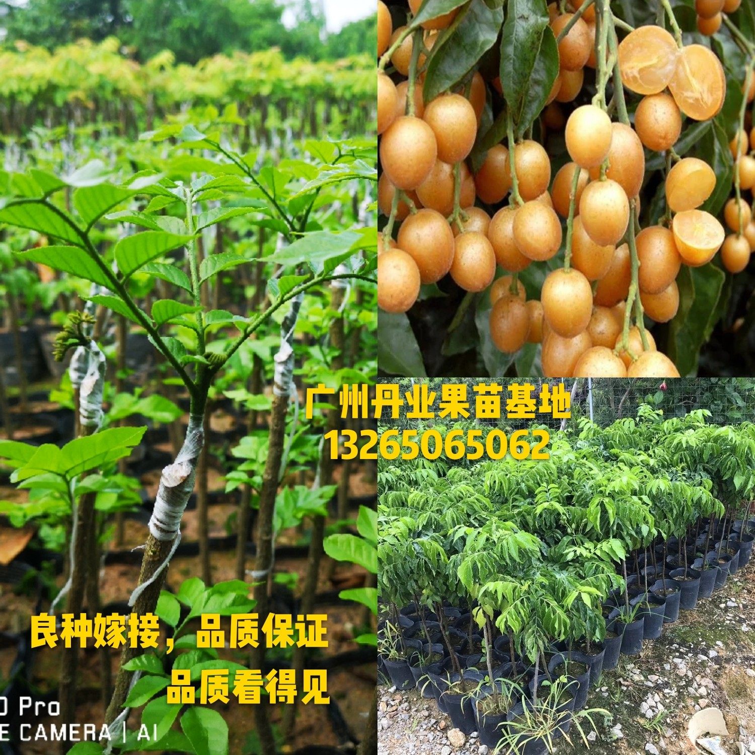 广州发货正宗盆栽嫁接大鸡心黄皮无核黄皮水果树苗当年结果